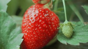 Strawberry close up. Handheld pov