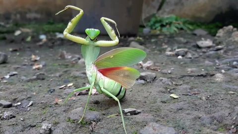 Praying Mantis, Religious Mantis. The green praying mantis is looking right and left