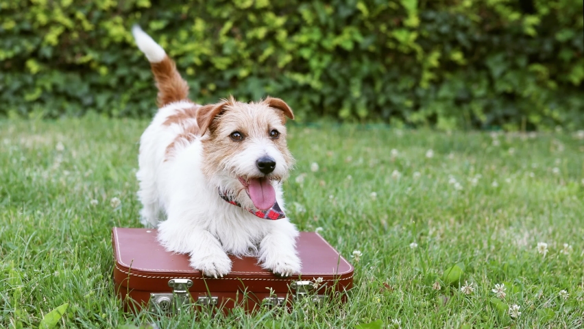 Happy funny panting dog puppy wagging tail on a retro suitcase in summer. Pet travel, vacation or holiday. Royalty-Free Stock Footage #1091732687