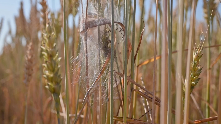 122 Ear Spiders Stock Video Footage 4K And HD Video Clips Shutterstock   1 