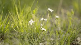 Roadside white flowers are vibrant in the fresh spring wind. Actually filmed in natural light in a field in Japan.