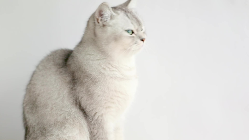 gray cat with green eyes meows on a light background Royalty-Free Stock Footage #1091735423