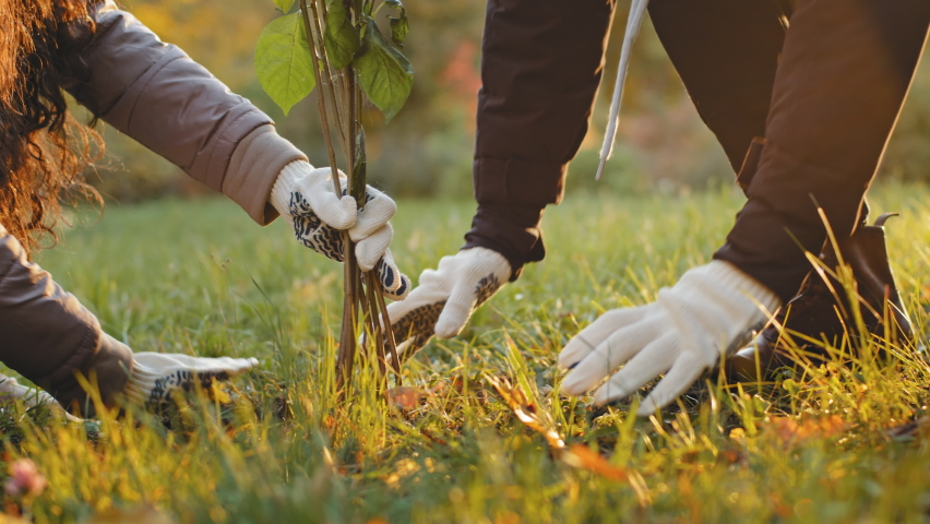 Unrecognizable group people activists plant trees in autumn park fertilize ground working improve environment care improvement natural plants protect world ecology eco-activists doing favorite hobby Royalty-Free Stock Footage #1091736805