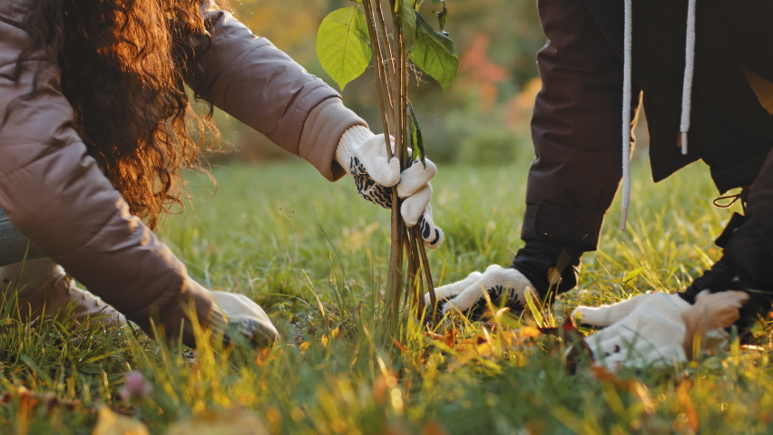 Unrecognizable group people activists plant trees in autumn park fertilize ground working improve environment care improvement natural plants protect world ecology eco-activists doing favorite hobby Royalty-Free Stock Footage #1091736805