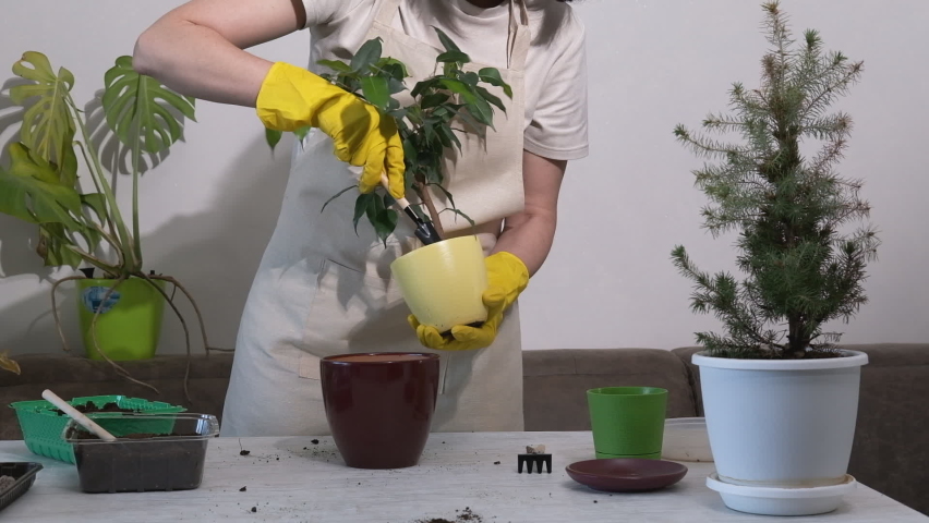 Hands in yellow gloves loosen a plant in a pot with a garden spatula. A female gardener in an apron takes care of a plant. home garden concept | Shutterstock HD Video #1091740565