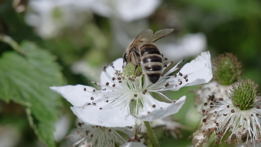 Close up worker bee collecting nectar from white flowers. Beebee flies over a white blackberry flower on a natural green blurred background. | Shutterstock HD Video #1091741231
