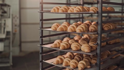 Freshly baked fragrant croissants with a ruddy appetizing golden crust. Croissants stand on metal shelves in the bakery. Food industry, baking . Close up