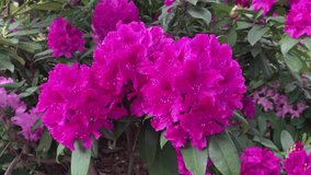 Bright Pink rhododendron. For video presentation, advertising.