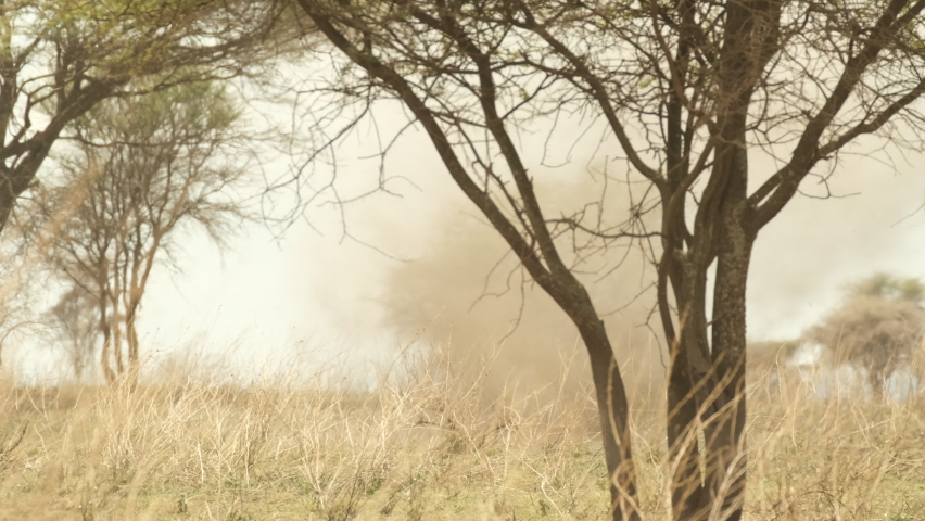 Beginning small hurricane whirlwinds in the African savannah of the Serengeti National Park.