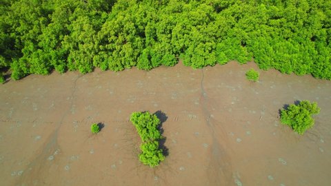 An aerial view from a drone flying over the mangrove forests along the coast. Mangrove forest at Bang Tabun, Phetchaburi Province, Thailand. 4k video.
