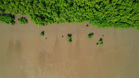 An aerial view from a drone flying over the coastal mangrove forests at low tide. Mangrove forest at Bang Tabun, Phetchaburi Province, Thailand.
