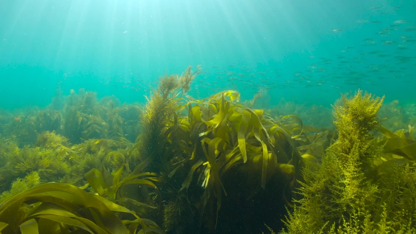 Underwater natural sunlight with brown seaweeds algae and a school of small fish, Atlantic ocean, Spain, Galicia
 Royalty-Free Stock Footage #1091744873