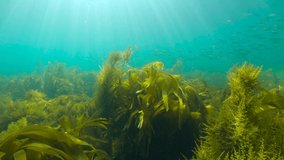 Underwater natural sunlight with brown seaweeds algae and a school of small fish, Atlantic ocean, Spain, Galicia
