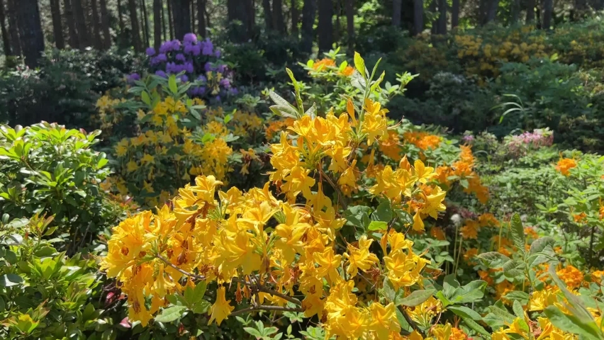 Orange yellow flowers of rhododendron bush in the garden. | Shutterstock HD Video #1091745281
