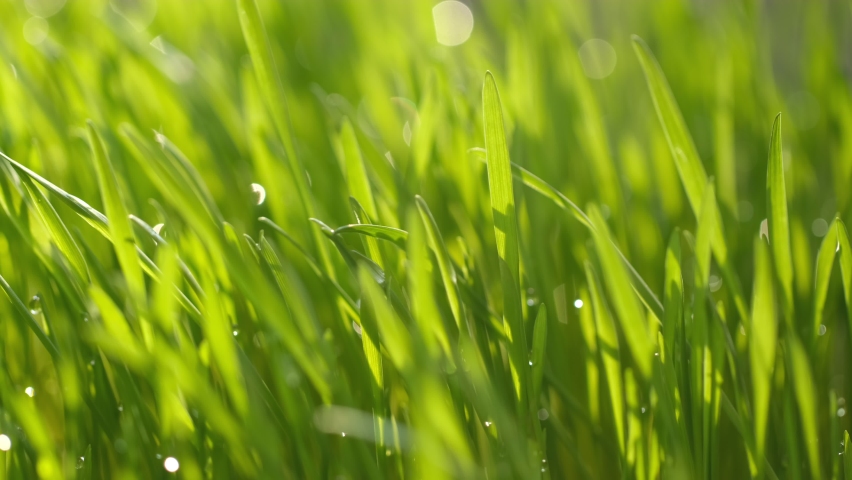 Green grass close-up. Grass in slow motion. Closeup rotation Royalty-Free Stock Footage #1091745361