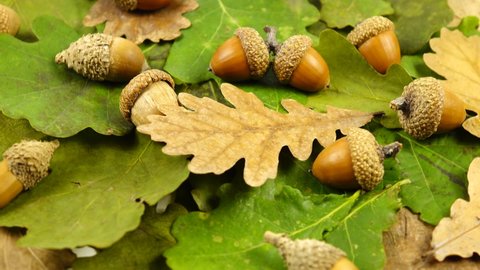 Fresh green and dry brown oak leaves, acorns lie on a white table, natural background