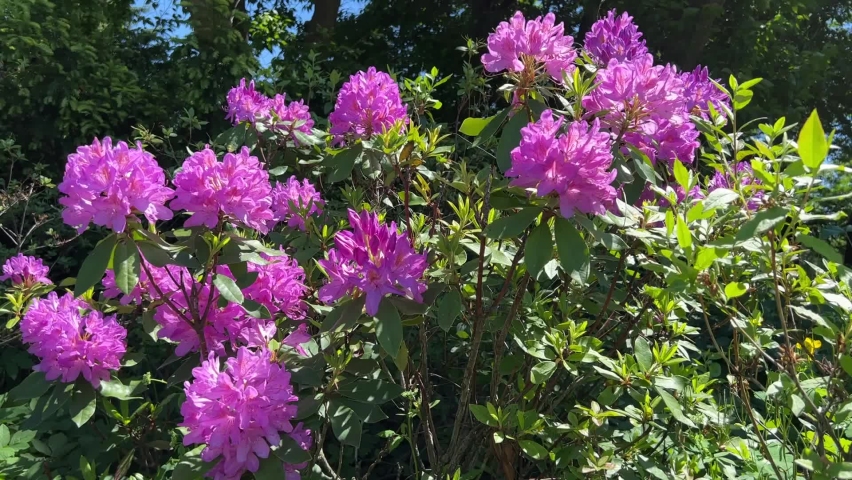 Beautiful pink purple flowers rhododendron in park. | Shutterstock HD Video #1091747469