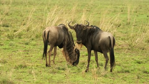 A pair of wildebeests graze in an African savannah meadow on a hot day in Serengeti National Park, Tanzania. A wildebeests looks curious with surprised eyes
