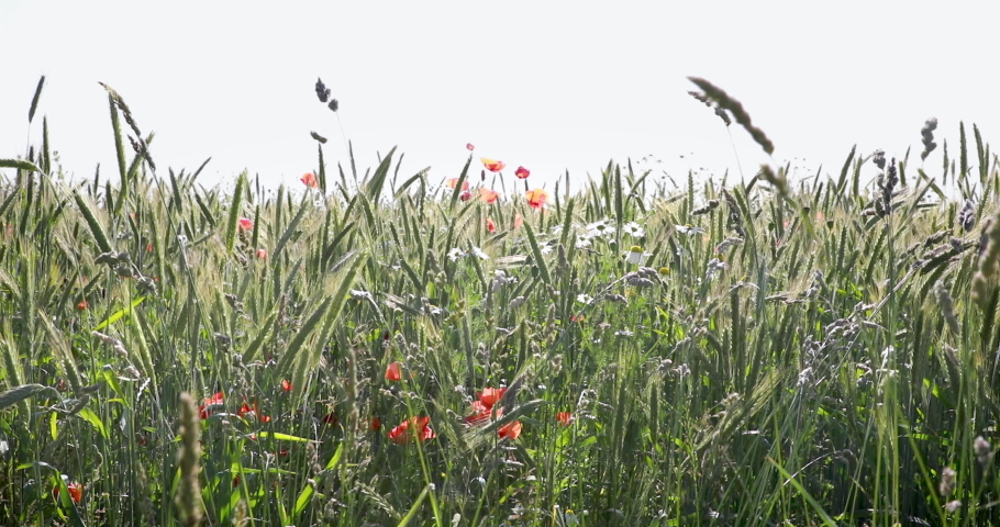 Organic wheat cultivation with poppies and daisies in the summer sun in the summer wind | Shutterstock HD Video #1091748893