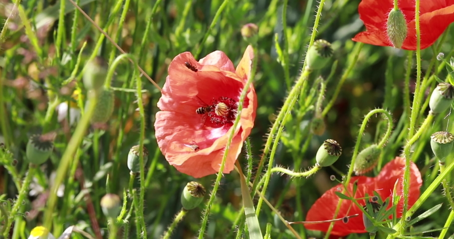 A bee pollinating a poopy in a summer meadow on a sunny day | Shutterstock HD Video #1091748901