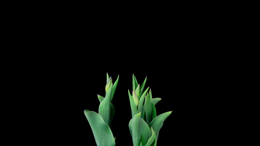 Beautiful yellow and blue tulips flowers background. Beautiful bouquet of tulip flowers on a black background. Timelapse of yellow and blue tulip flowers opening. Ukraine flag colors, mother's day Royalty-Free Stock Footage #1091749401