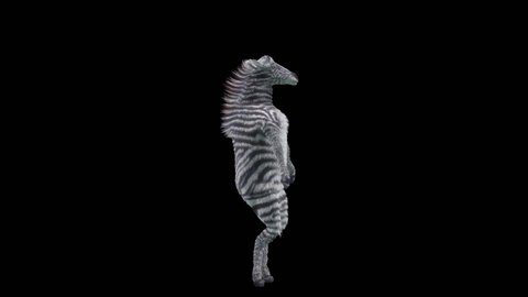 Zebra Dancing, 3d rendering, Animation Loop, cartoon. Included in the end of the clip with Alpha matte.