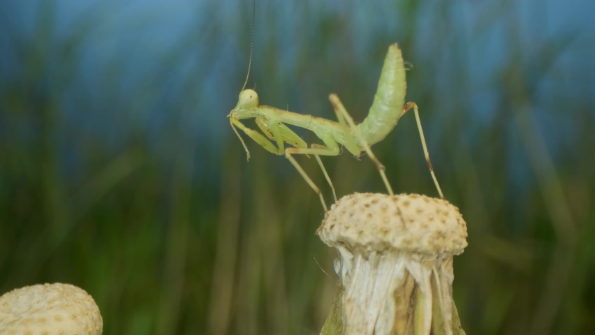 Newborn vivid green Praying Mantis sit on top of dandelions and washing. Close-up of babies mantis insect (Nymph form) on green grass and blue sky background