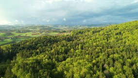 AERIAL: Flight over the forest towards the cultivated part of the countryside. Stunning canopies of deciduous and coniferous trees in many green shades. Beautiful view of countryside in the springtime