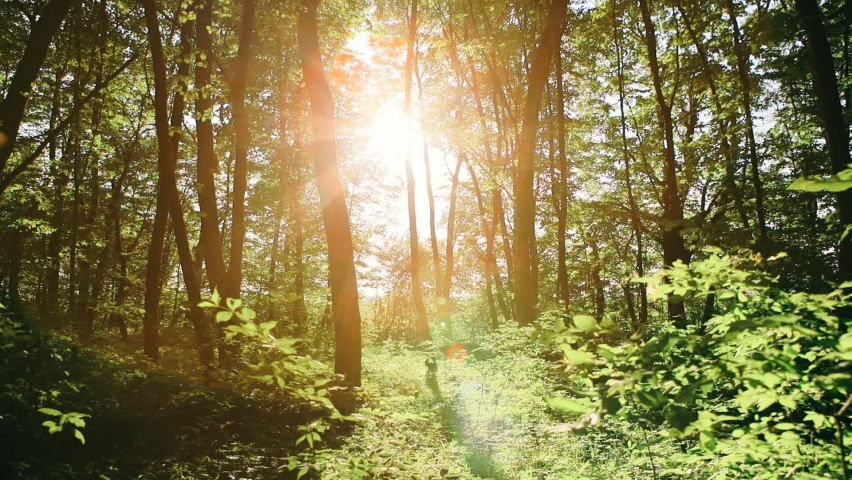 forest with path and bright sun shining through the trees.
