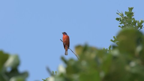 Brilliantly colored male Painted Bunting singing happily in a tree, zoom in