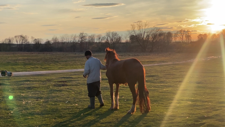 Old owner demonstrates horse walk on pasture holding animal by rig. Farmer man strolls with mane on green grass against bright setting sun | Shutterstock HD Video #1091758473