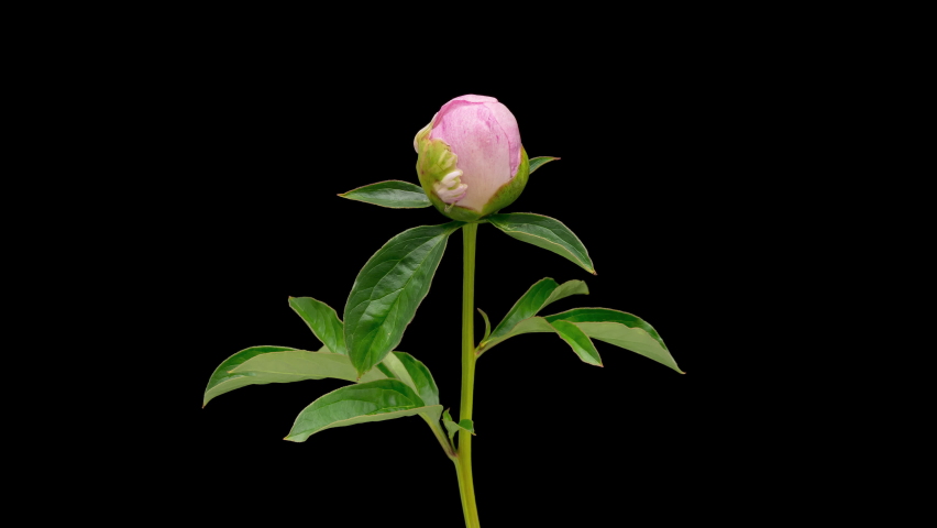 4K Time Lapse of blooming pink Peony flower isolated on black background. Timelapse of Peony petals close-up. Time-lapse of big flower opening.