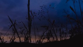 Slow Motion Video Of Summer Grasses Moving In The Wind At Sunset