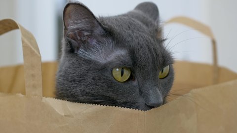 Close-up of the head of a gray cat that sits in a paper bag from the supermarket. A funny cat climbed into a paper bag to hide in it and watches this world with its big yellow cat eyes.
