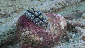 White-Dotted Phyllidia is slowly crawling over the red stone at the bottom of the sea.