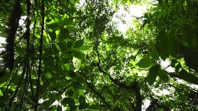 sunshine in humid deep wilderness green natural jungle rainforest tropical environment - Powered by Shutterstock - Get 15% off with code: PIKWIZARD15