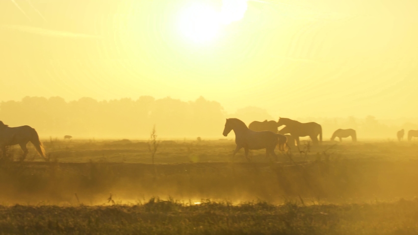 horses running and playing through the early morning mist, sunrise.  Royalty-Free Stock Footage #1091765125