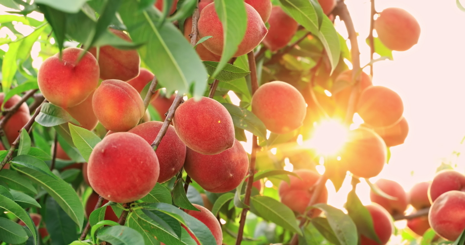 Ripe sweet peach fruit growing on peach branch in orchard. Delicious peaches on the plantation. | Shutterstock HD Video #1091765591
