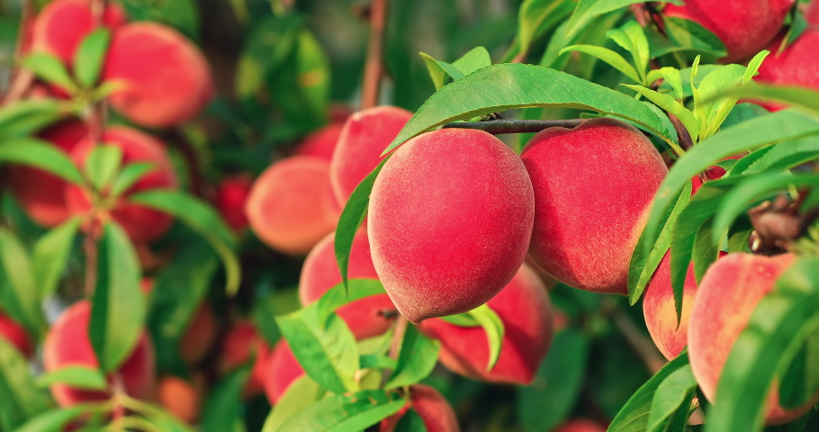 Ripe sweet peach fruit growing on peach branch in orchard. Delicious peaches on the plantation. | Shutterstock HD Video #1091765605