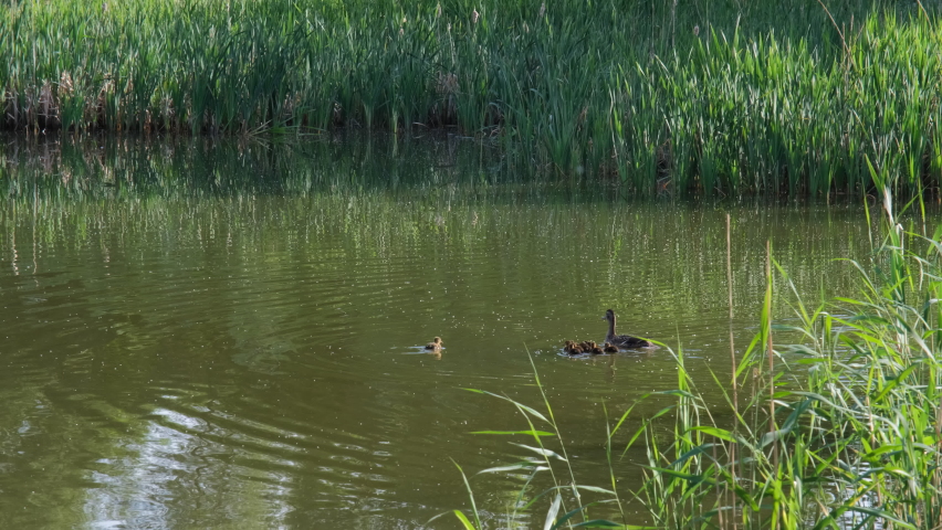 Mallard duck swimming with cute little ducklings in a lake in spring day, breeding season in wild ducks | Shutterstock HD Video #1091765845