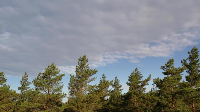 Pine forest. Tree tops and clouds. Aerial view