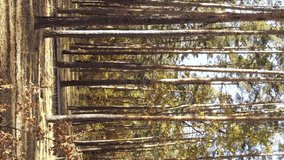 Vertical video autumn forest with trees in Ukraine, slow motion