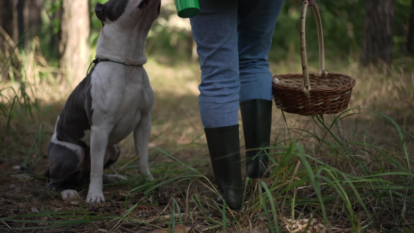 Tracking shot of curios dog following woman walking with mushroom basket in forest in sunshine. Back view of purebred American Staffordshire Terrier strolling with owner picking fungi | Shutterstock HD Video #1091769211