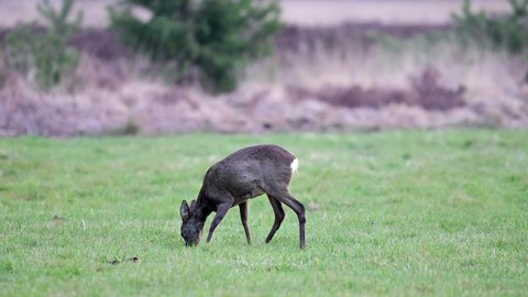 Roe deer female is grazing on the bog meadow at morning, summer, north rhine westphalia, (capreolus capreolus), germany