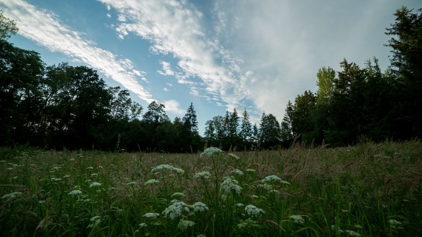 Beautiful evening and sunset sky on meadow near forest. | Shutterstock HD Video #1091771551