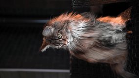 Vertical video for social networks, a strict cat looks at the camera, a beautiful Maine Coon cat