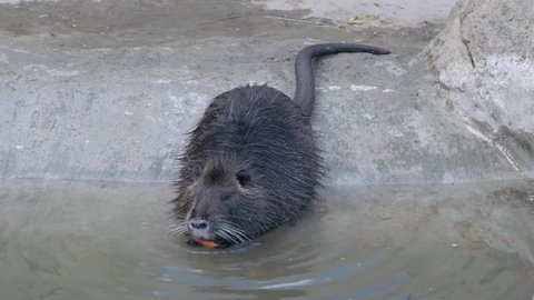 muskrat eats by the pond