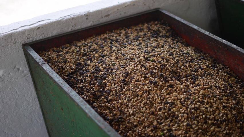 coffee beans, different types of coffee, dried beans, tourism, costa rica, Costa Rica, colombia