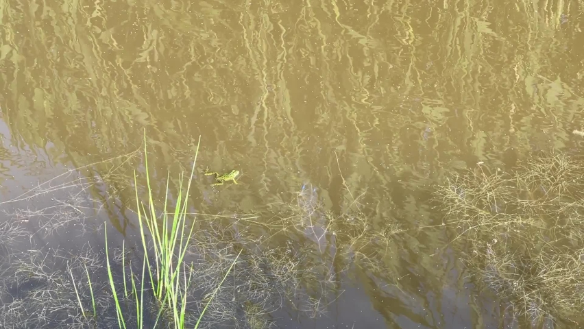 Frog swims in a pond among the reeds. | Shutterstock HD Video #1091776265