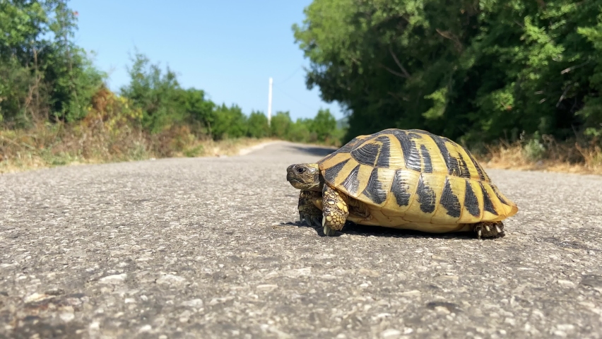 Close-up of a turtle with black spots on its shell slowly crosses the dangerous part of the road on which cars drive against the background of green trees.